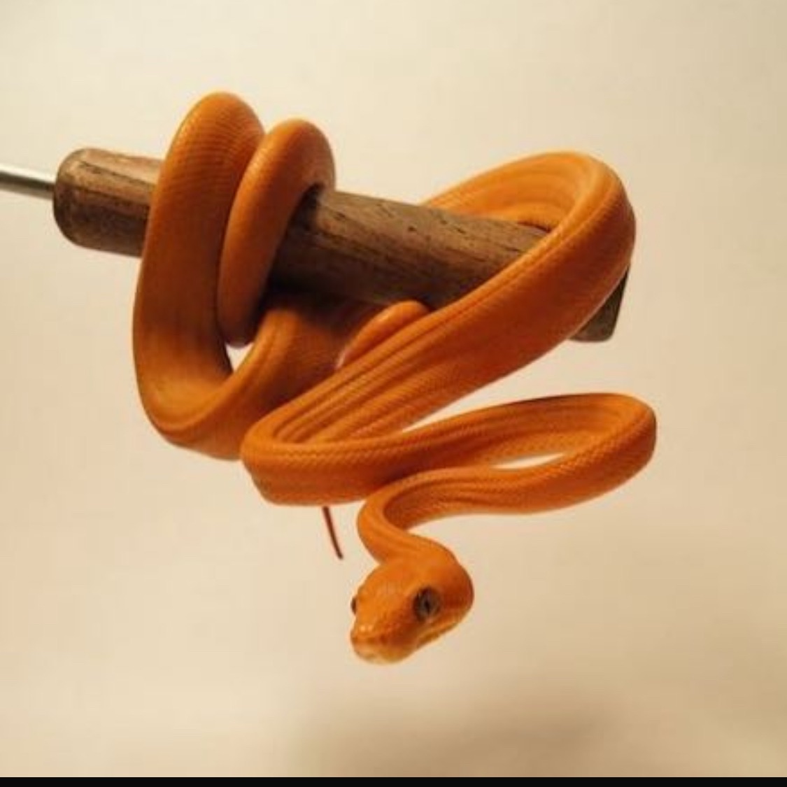 Cobra